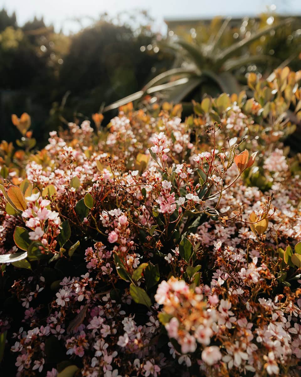 Laguna-Beach-Wedding-ConnieMichael-003